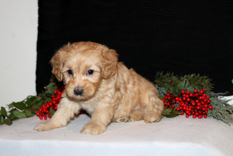 puppy, for, sale, Morki-Poo, Matthew B. Stoltzfus, dog, breeder, Gap, PA, dog-breeder, puppy-for-sale, forsale, nearby, find, puppyfind, locator, puppylocator, aca